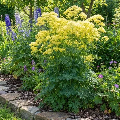 Василистник Thalictrum Flavum фото