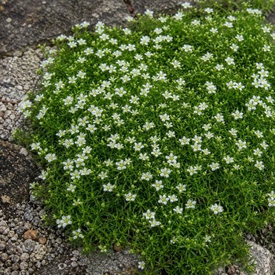 Мшанка Green Moss фото