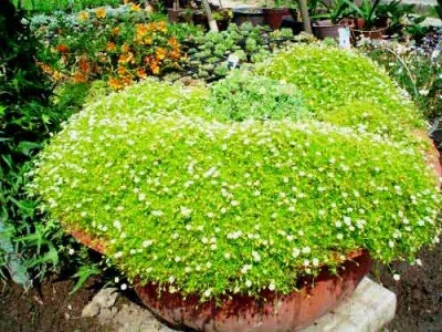 Сагина Aurea фото