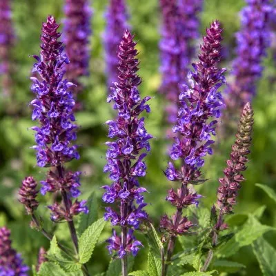 Сальвия Ostfriesland фото