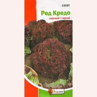 Салат Ред Кредо фото