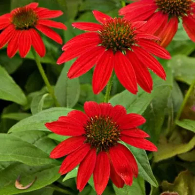 Эхинацея Salsa Red фото
