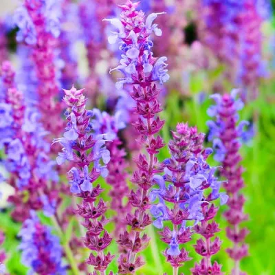 Сальвия Blauhuegel фото