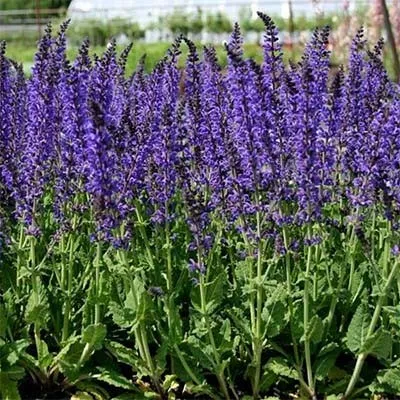 Сальвия Blaukönigin фото