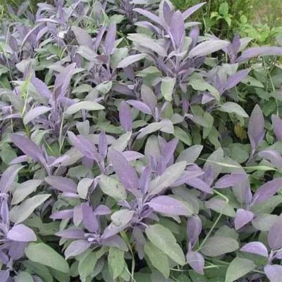 Сальвия Purpurascens фото