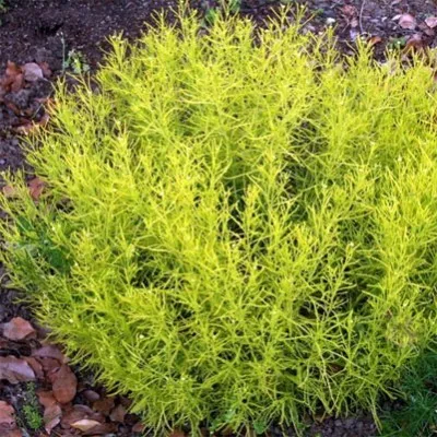Сантолина Lemon Fizz фото