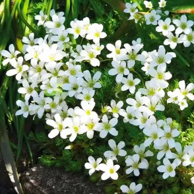 Камнеломка Арендса White Pixie  фото