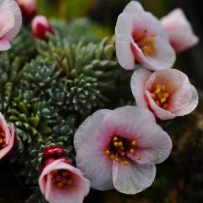Камнеломка Peach Blossom фото