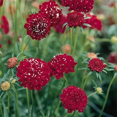 Скабиоза Deep Red фото