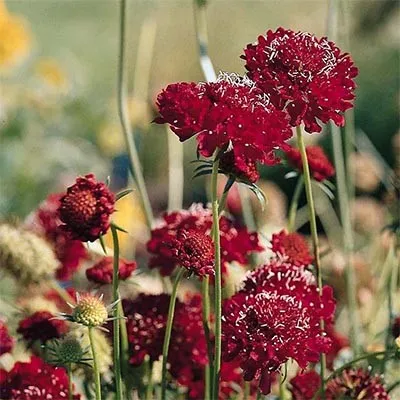 Скабиоза Deep Red фото