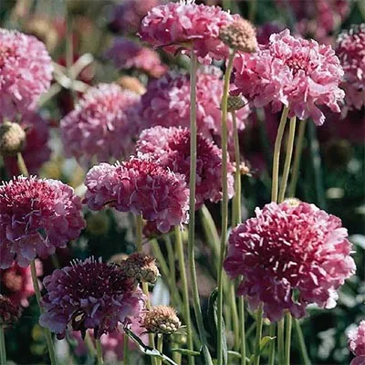 Скабиоза Salmon Pink фото