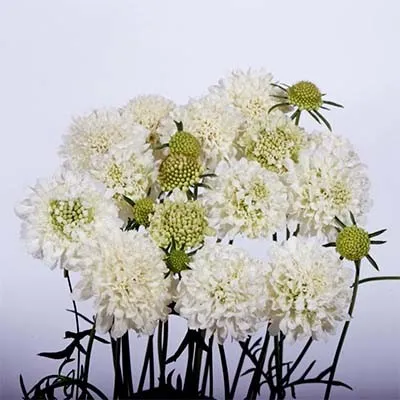 Скабиоза Snowmaiden фото