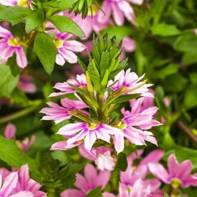 Сцевола Pink фото