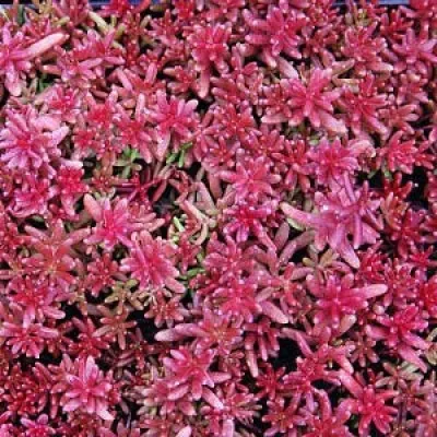 Седум Coral Carpet фото
