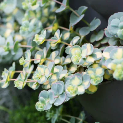 Седум Sieboldii Mediovariegatum фото