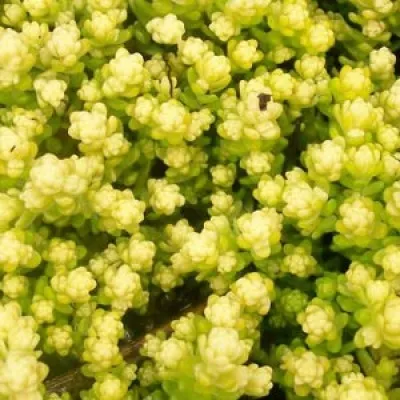 Седум Yellow Queen (рассада) фото