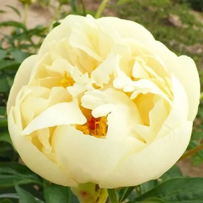 Пион Seidl's Super фото