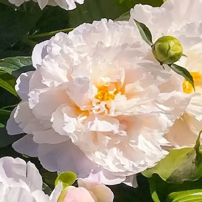 Пион Serene Pastel фото