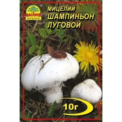 Шампиньон Луговой фото