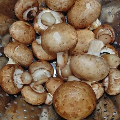 Шампиньоны королевские фото