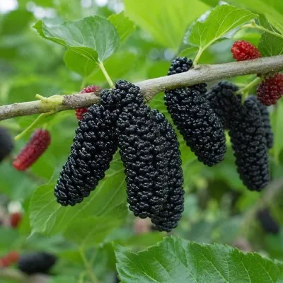 Шелковица Королевская (привитая) фото