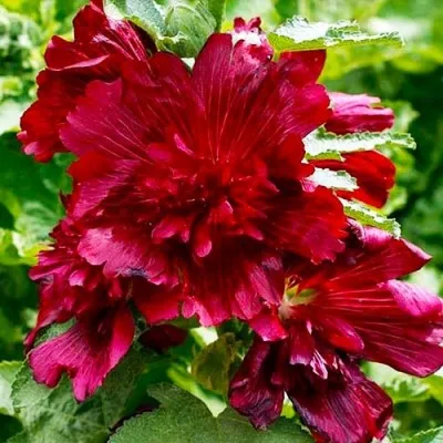 Штокроза Crimson Red фото