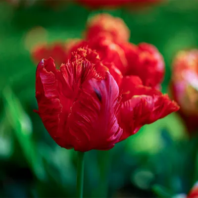 Тюльпан Flower Power фото