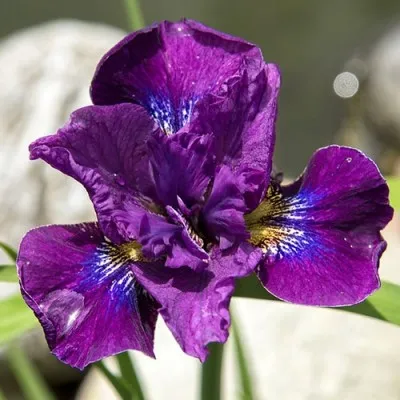 Ирис Siberica Bundle Of Joy фото