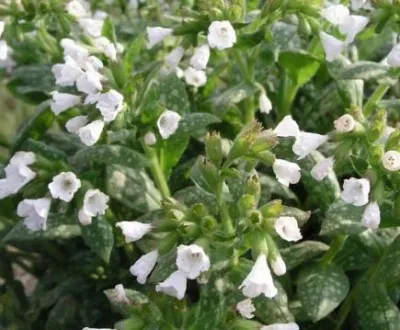 Пульмонария Sissinghurst White фото