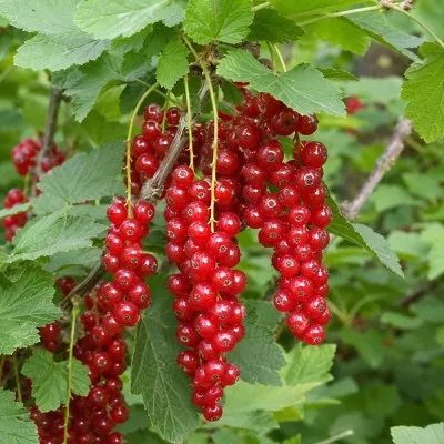 Смородина Сахарная фото