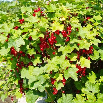 Смородина Лучезарная фото