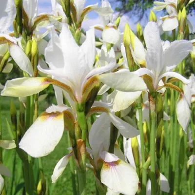 Ирис Sibirica Snow Prince фото