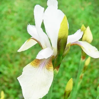 Ирис Sibirica Snow Prince фото