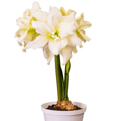 Амариллис Snow White фото