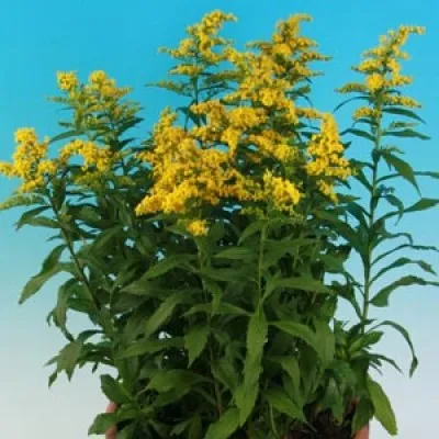 Солидаго Yellow Surprise фото