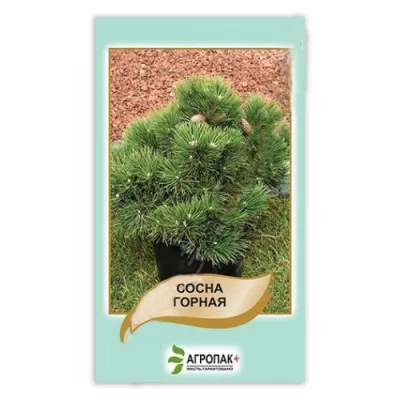 Сосна горная (семена) фото