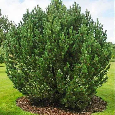 Сосна Mugo Uncinata фото