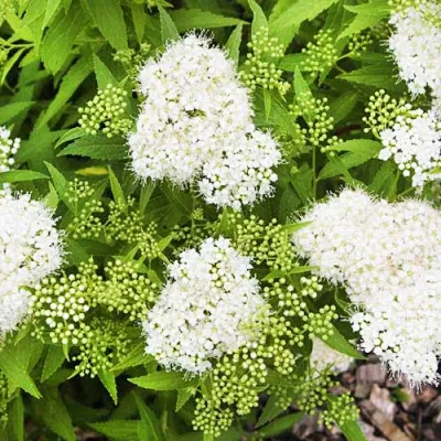 Спирея японская Albiflora фото