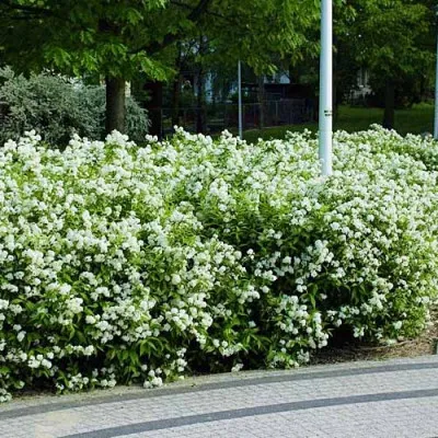 Спирея японская Albiflora фото