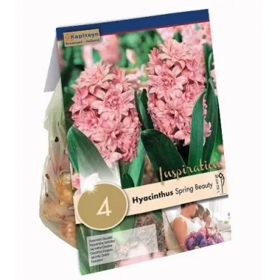 Гиацинт Махровый Spring Beauty (Брендовые луковицы KAPITEYN®) фото