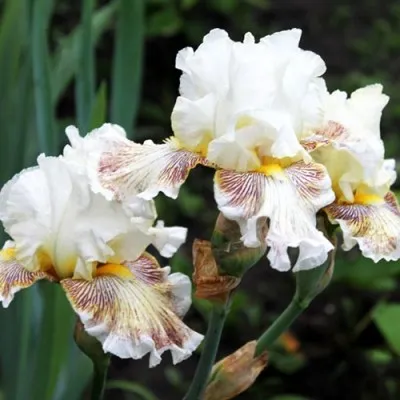 Ирис Spring Madnes фото
