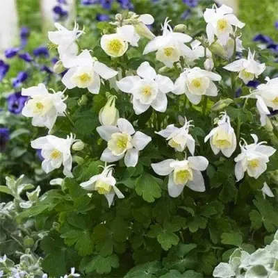 Аквилегия Spring Magic White фото