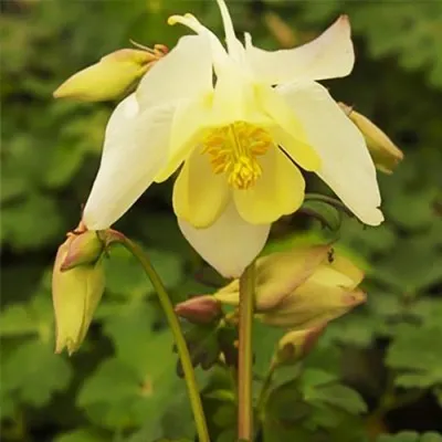 Аквилегия Spring Magic Yellow фото