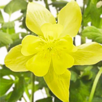 Аквилегия Spring Magic Yellow фото
