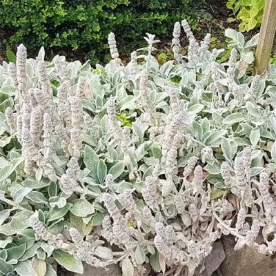 Стахис Silver Carpet фото
