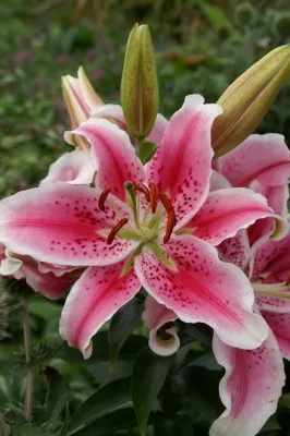 Лилия Star Gazer 25 фото