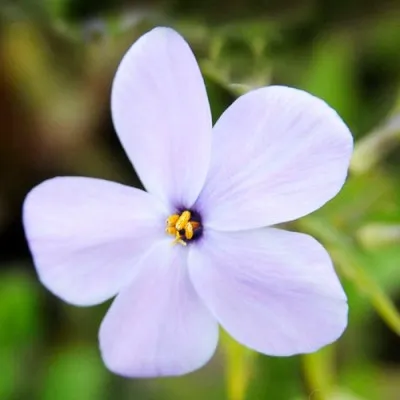 Флокс Stolonifera Blue Ridge фото