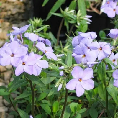 Флокс Stolonifera Blue Ridge фото