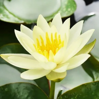 Кувшинка Sulphurea фото