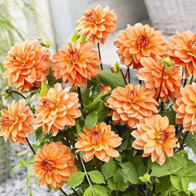 Георгина Summer Flame фото